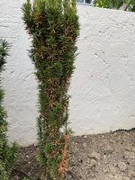 IMG_3077.jpeg