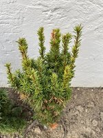 IMG_3079.jpeg