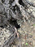 IMG_3081.jpeg