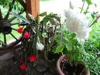 DSC02921.webp
