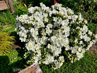Garten Ende Mai 3.webp