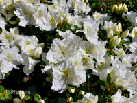 Garten Ende Mai 4.webp