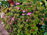 Garten Ende Mai 6.webp