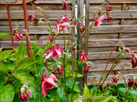 Garten Ende Mai 1.webp
