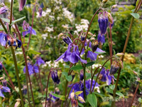 Garten Ende Mai 2.webp