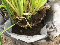 Rhizomsperre Stauden_03.jpg