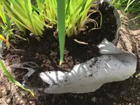 Rhizomsperre Stauden_04.jpg