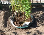 Rhizomsperre Stauden_06.jpg