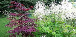 Astilbe-Ahorn.jpg