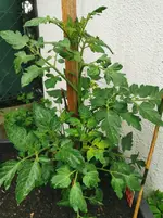 IMG_20230516_180006.webp