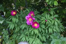 Mai    1523.webp