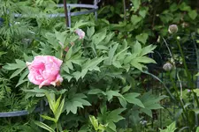 Mai    1623.webp