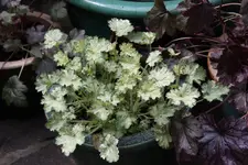Heuchera    0323.webp