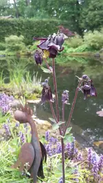 akelei1.webp