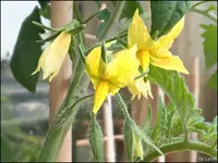 c095.webp
