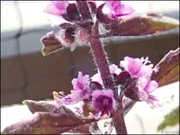 c096.webp