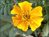 c097.webp