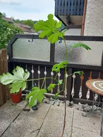 Feigenbaum.webp