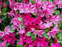 Azaleen 2.webp