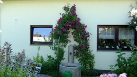 2019_0614rosen2019Juni0003.JPG