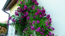 2019_0614rosen2019Juni0004.JPG