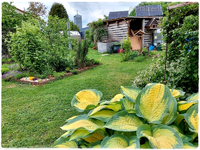 Garten Ende Mai 14c.webp