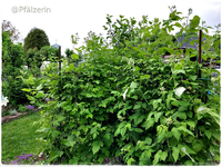 Garten Ende Mai 17.webp