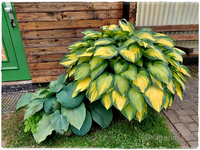 Garten Ende Mai 14b.webp