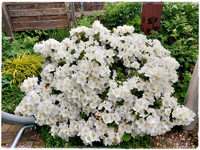 Garten Ende Mai 1.webp