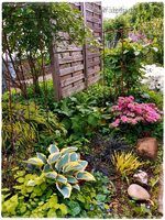 Garten Ende Mai 7.webp