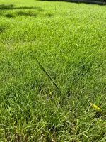 gras1.webp