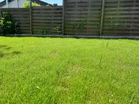 gras2.webp