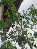 IMG_20230524_121058.jpg