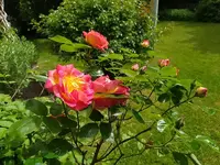 IMG_20230524_122521.webp