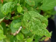 Himbeere.webp