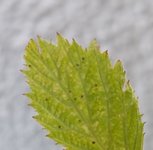 Himbeere2.jpg