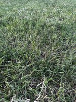 IMG_2433.jpeg