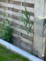 Gras2.webp