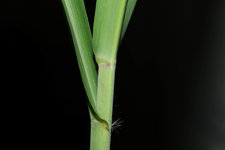 Schilf 20220629.jpg
