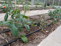 Tomatenbeet.jpg