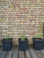 IMG_20230525_201119.jpg