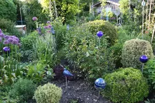 Mai    2423.webp