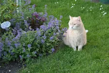 Mai    2623.webp