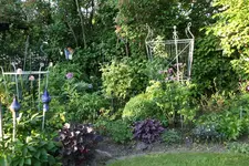 Mai    2923.webp