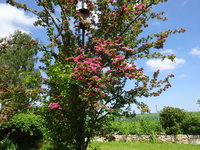 DSC02931.JPG