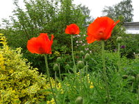 DSC02928 - Kopie.JPG