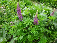 DSC02929.JPG