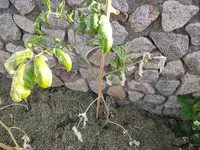 tomaten04.webp