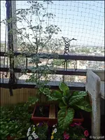 c002.webp