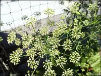 c003.webp